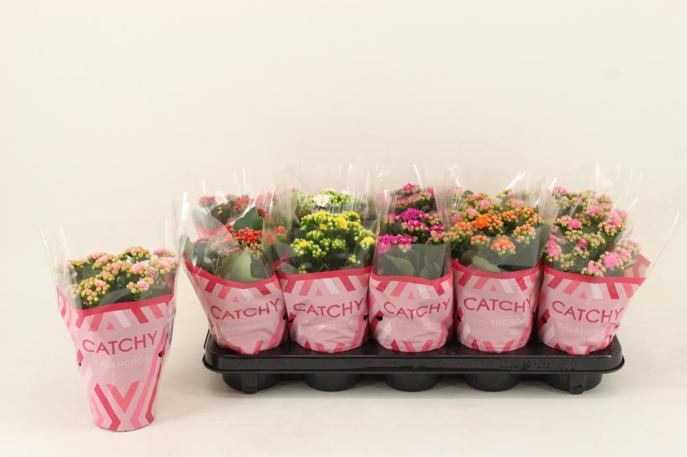 kalanchoe fleurs doubles