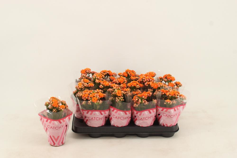 kalanchoe fleurs doubles