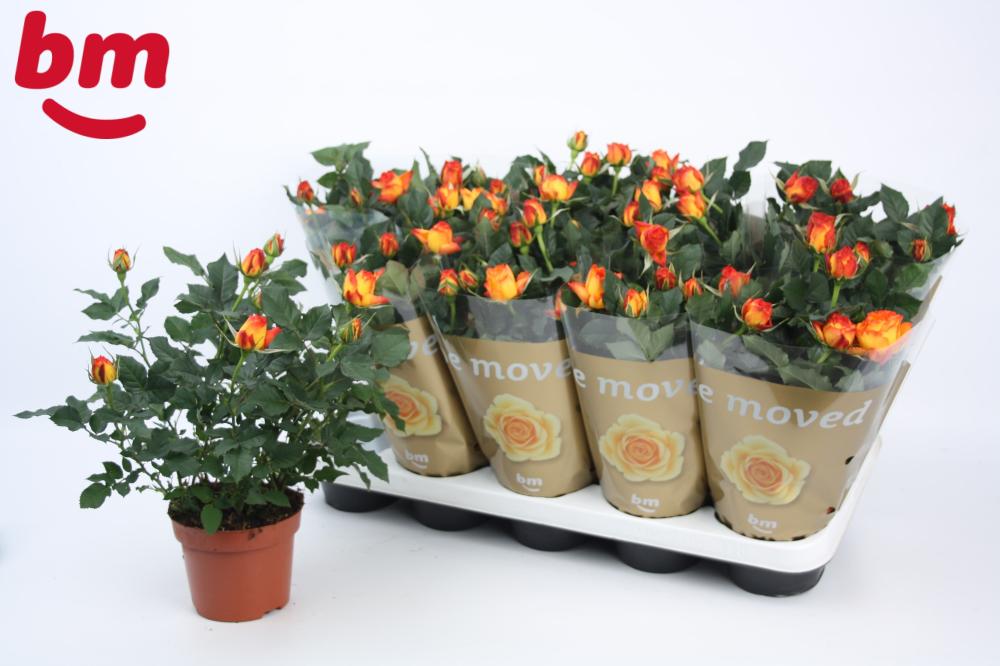 Rosier