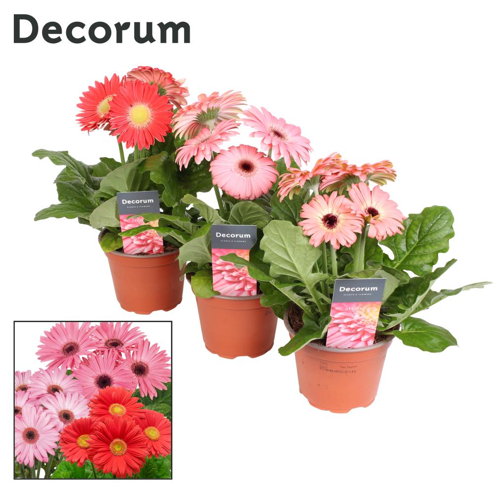 gerbera