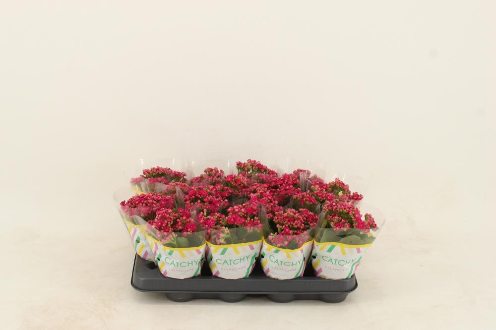 kalanchoe fleurs doubles