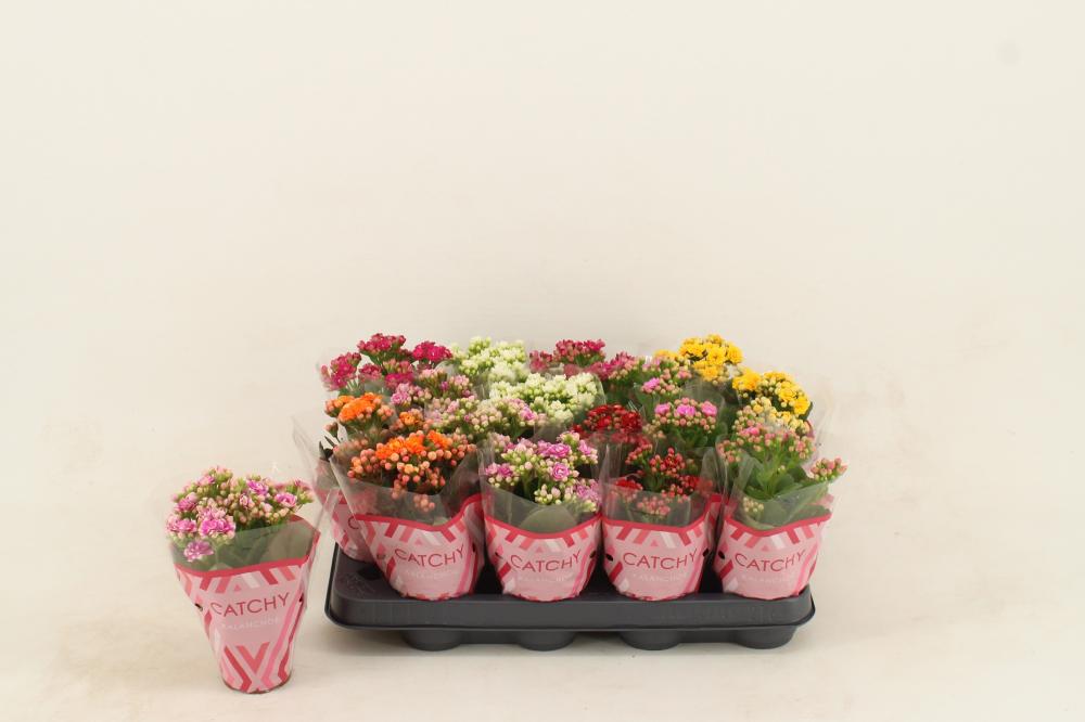 kalanchoe fleurs doubles