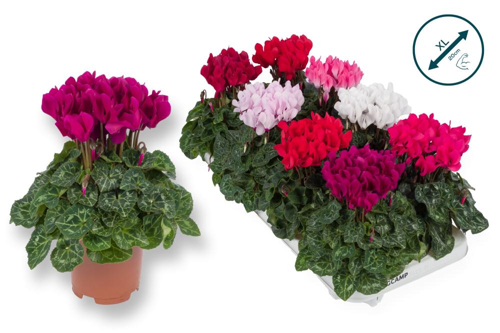 cyclamen