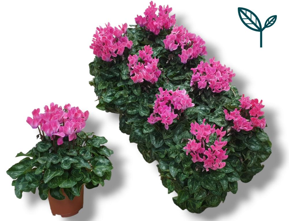 Cyclamen