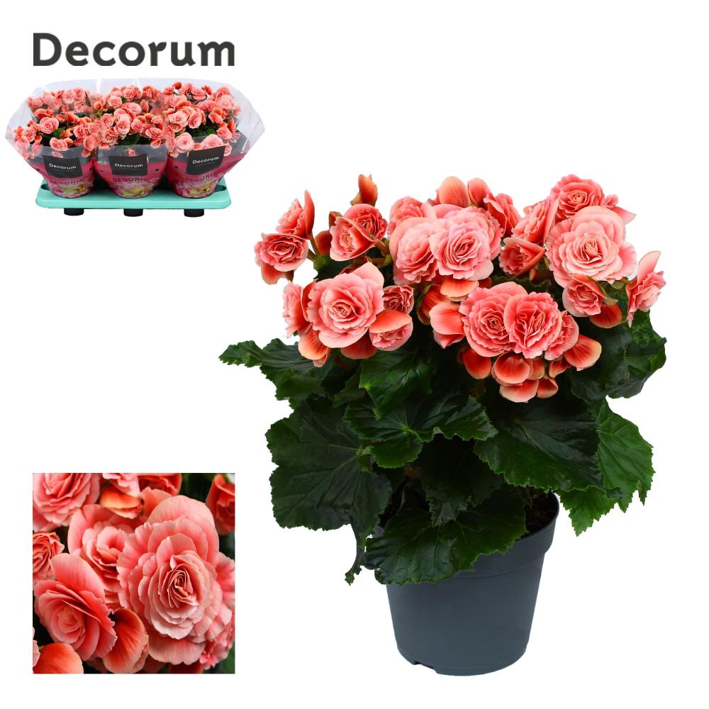 begonia