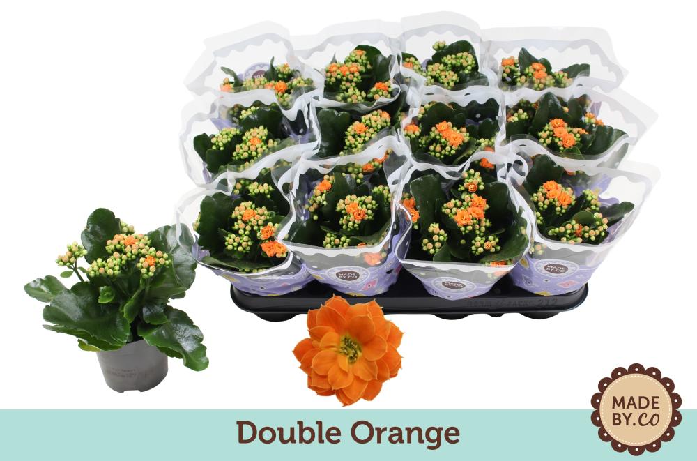 kalanchoe fleurs doubles