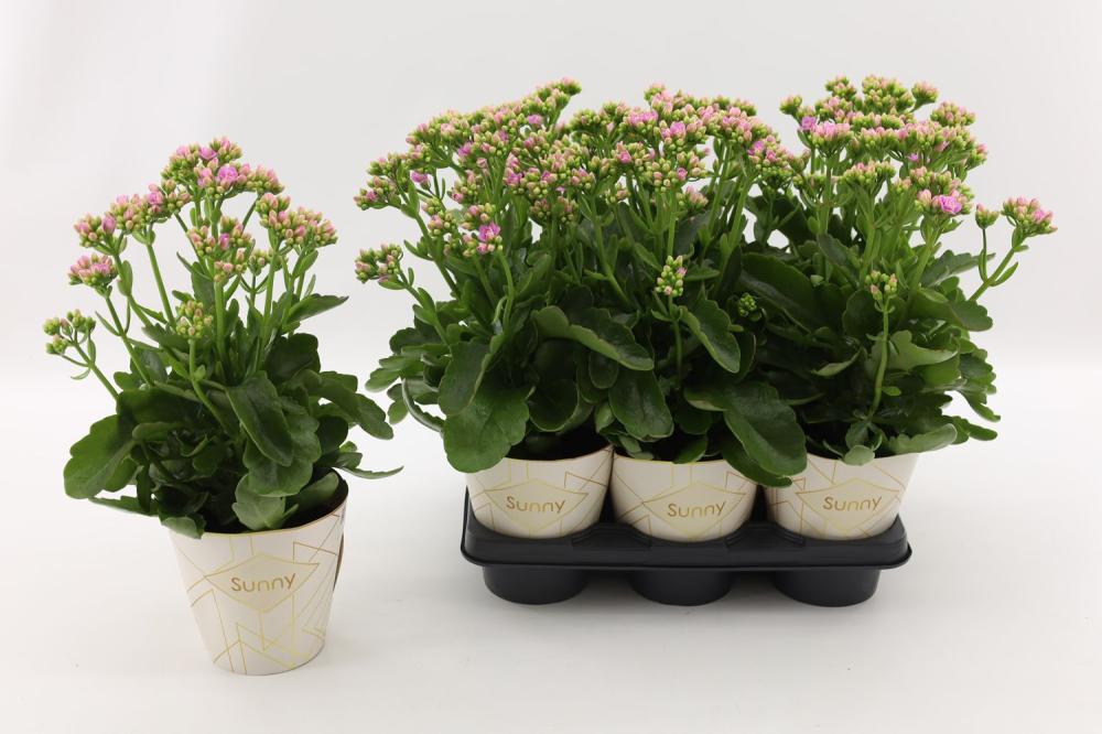 Kalanchoe