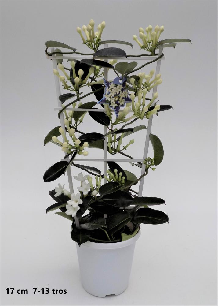 Stephanotis