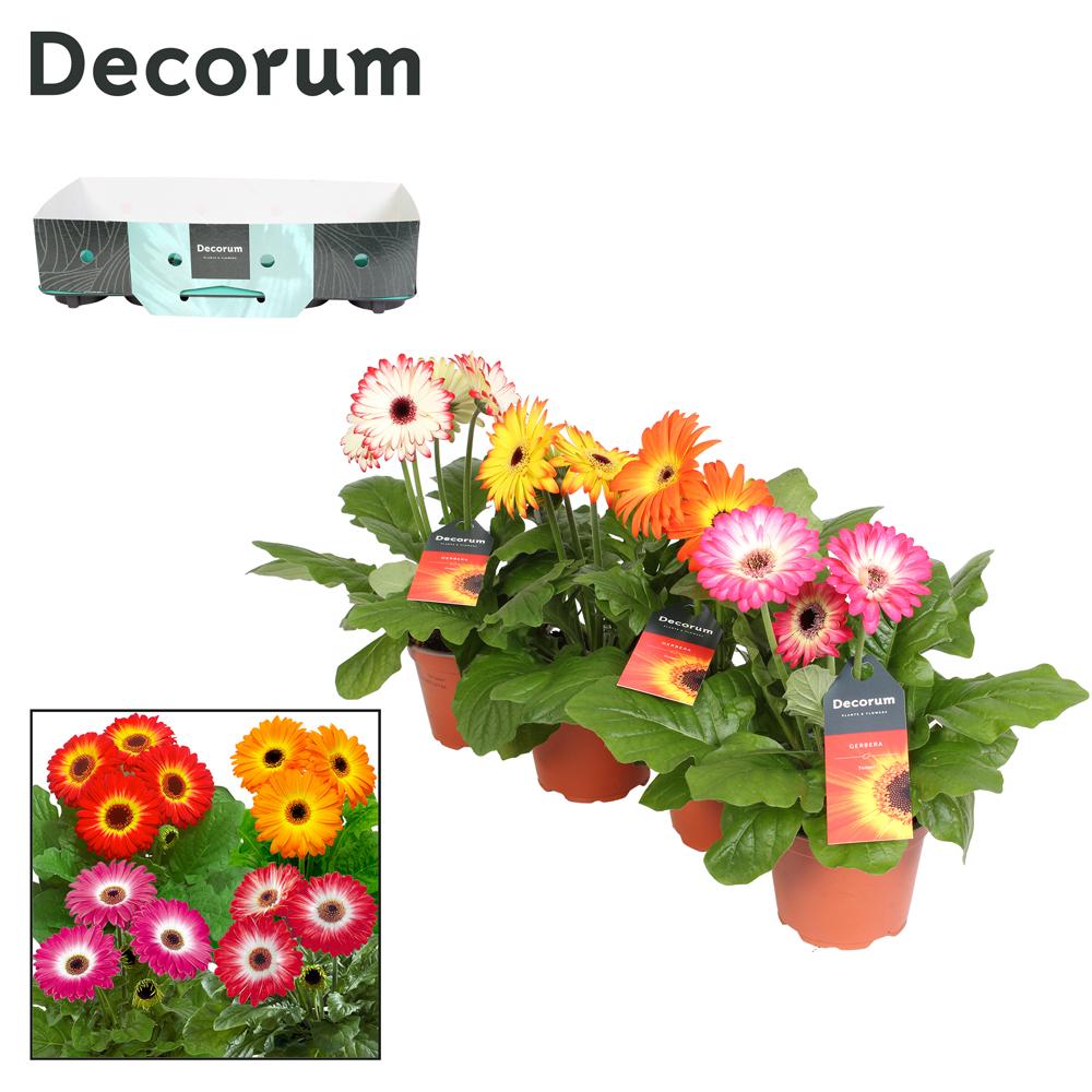 gerbera