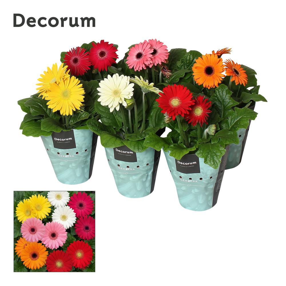 gerbera