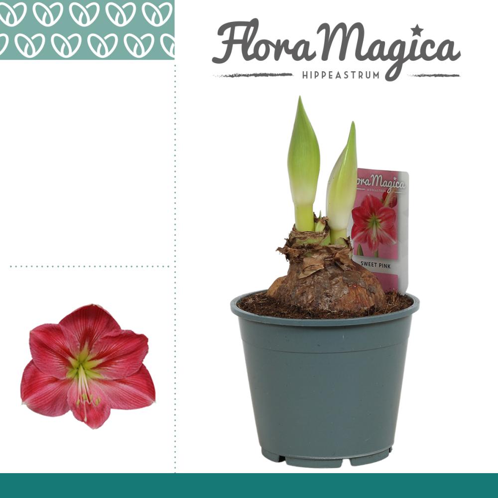Amaryllis-hippeastrum