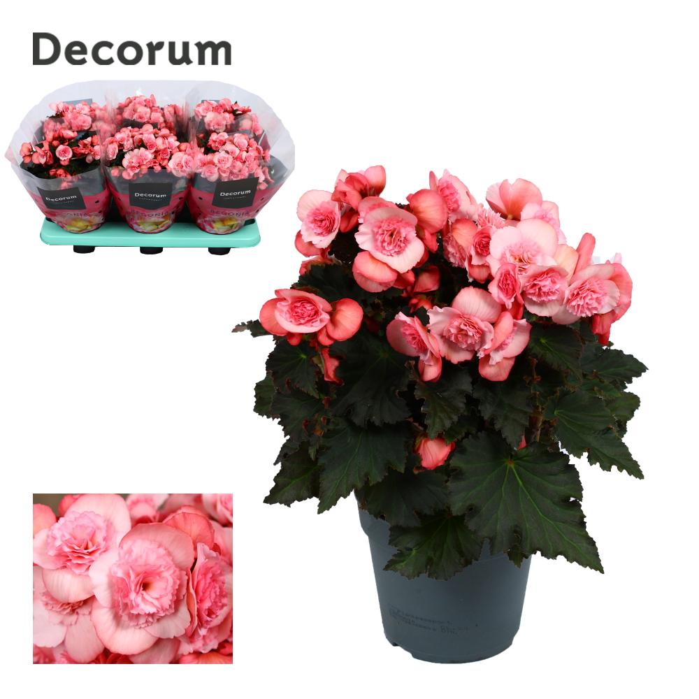 begonia