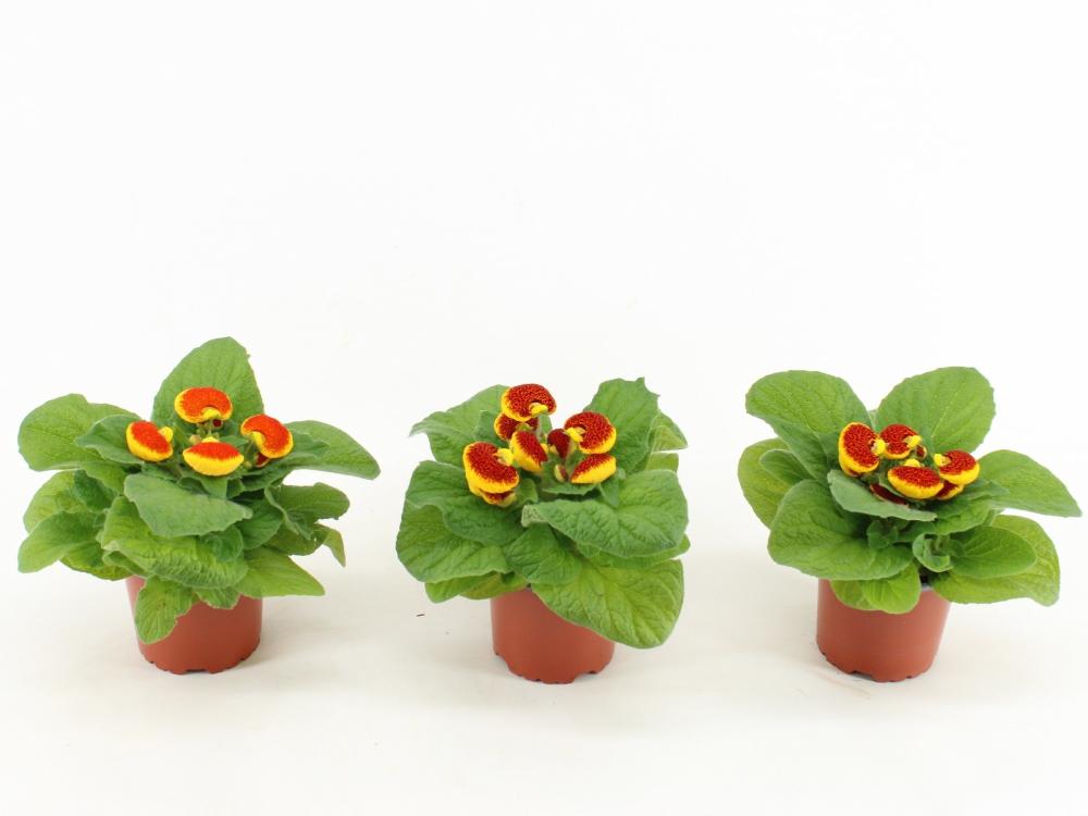 Calceolaria