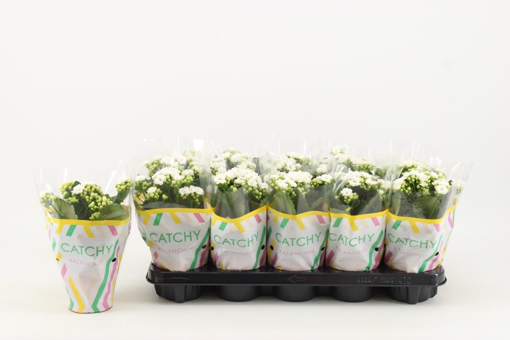kalanchoe fleurs doubles