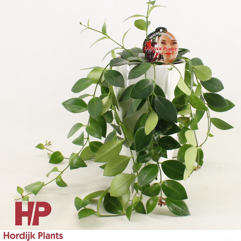 Aeschynanthus