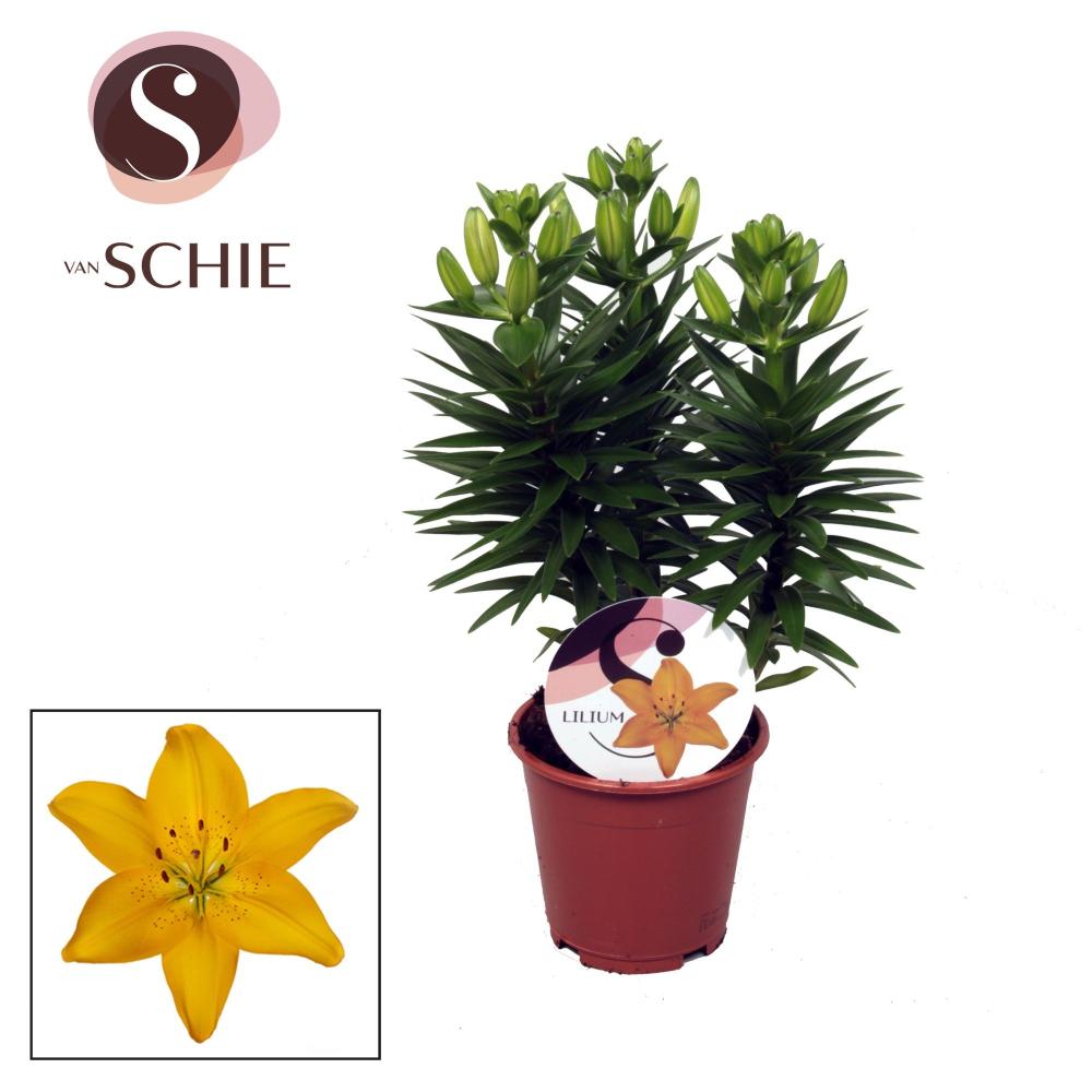 Lilium