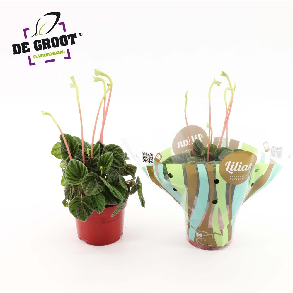 Peperomia