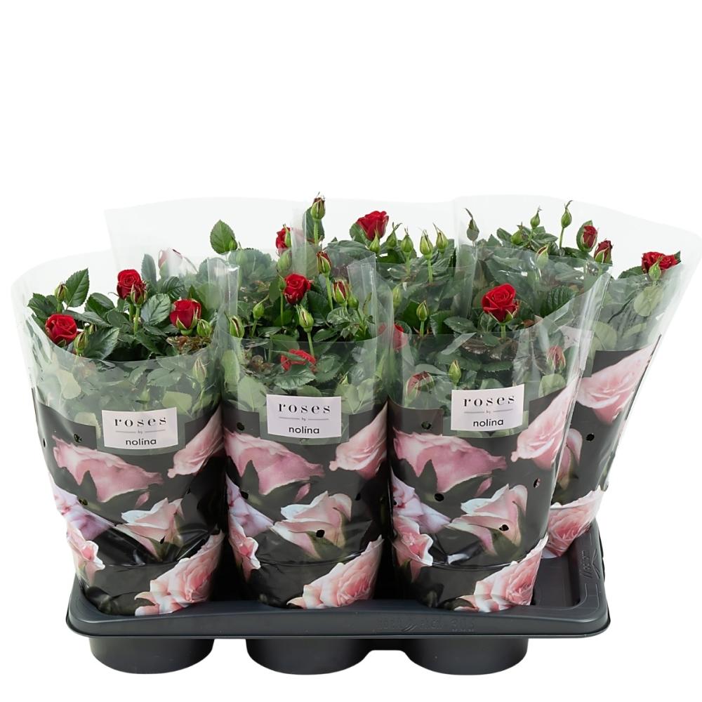 Rosa