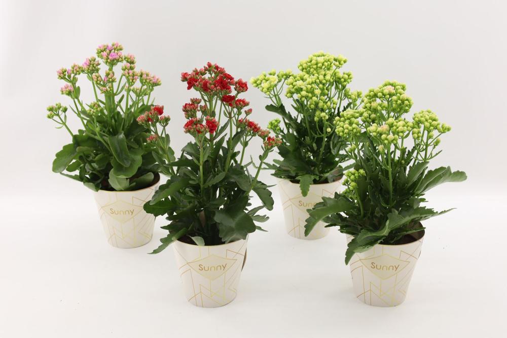 Kalanchoe