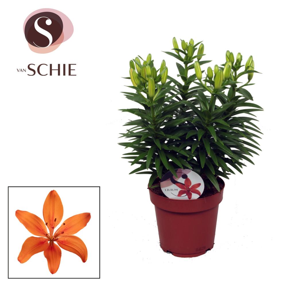 Lilium