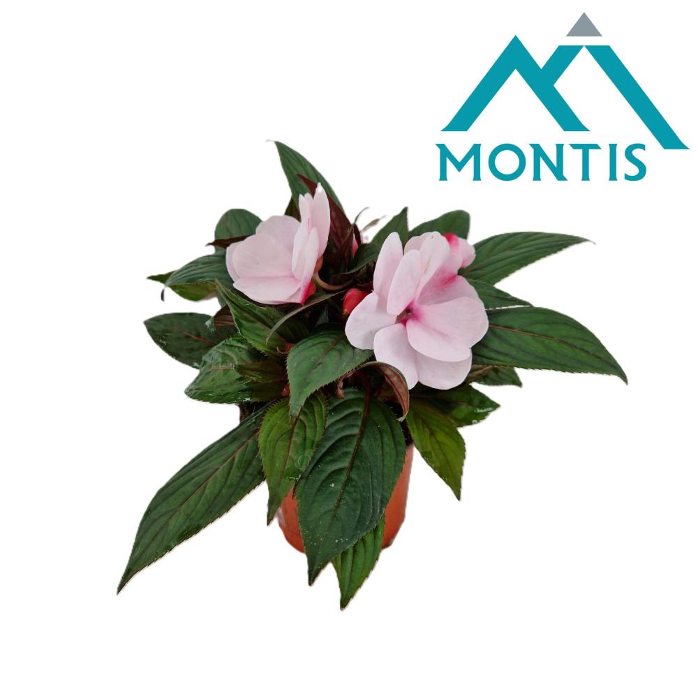 Impatiens New-Guinea