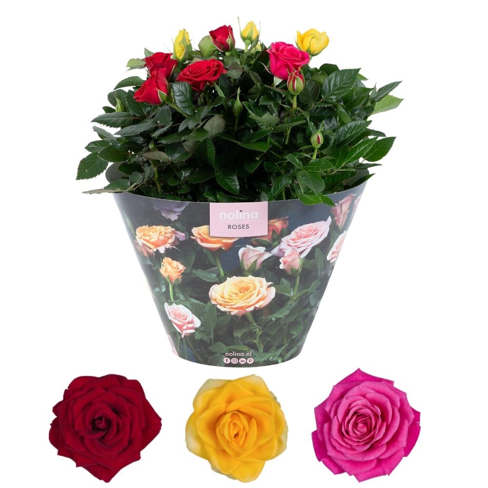 Rosa