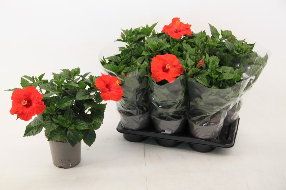 Hibiscus