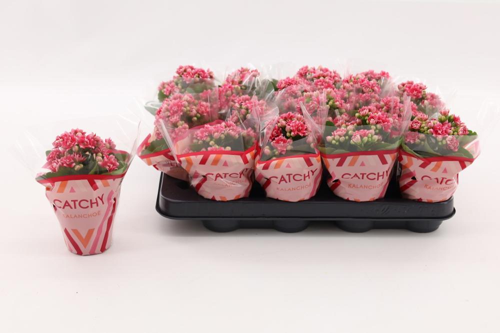 kalanchoe fleurs doubles