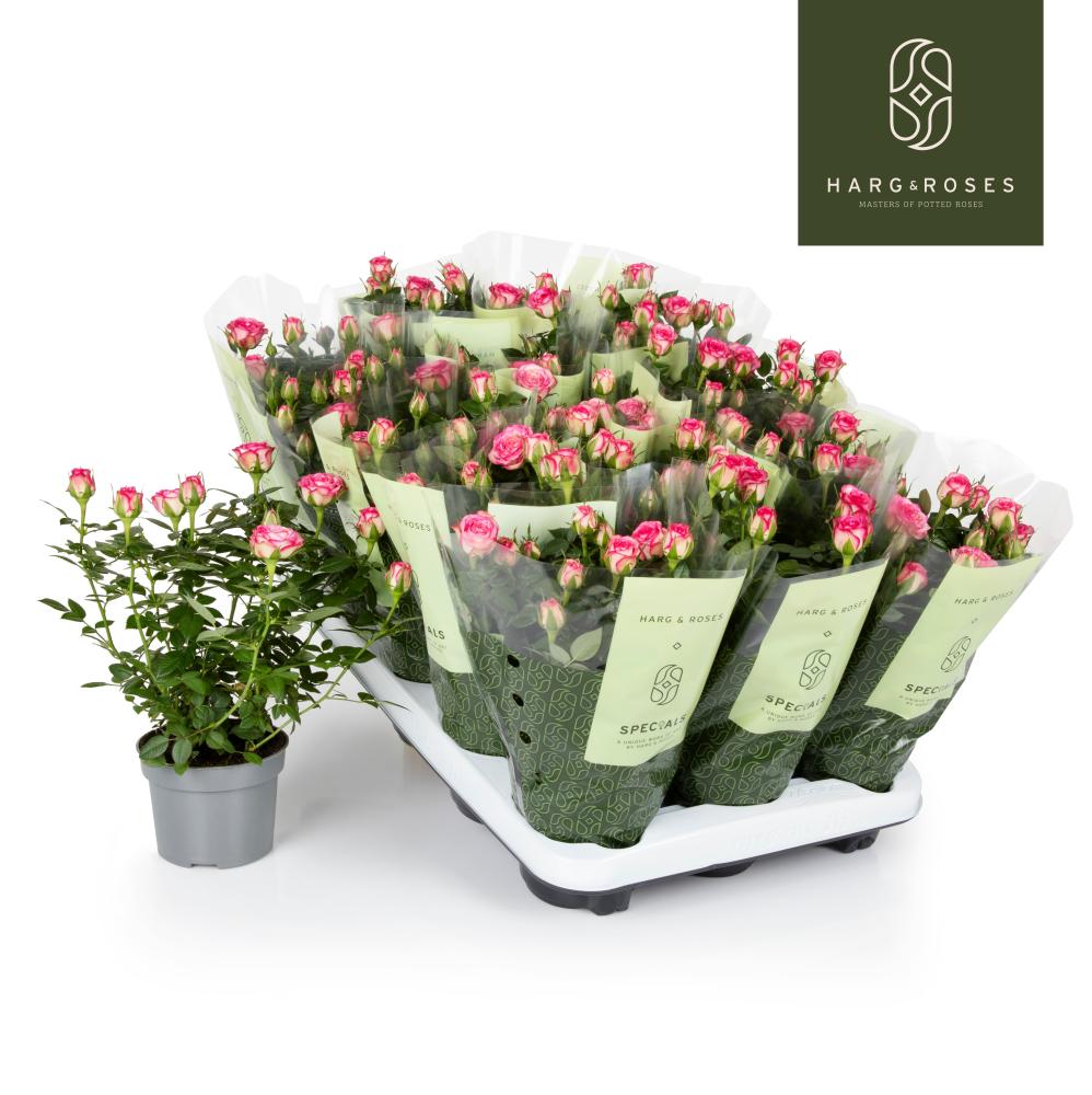 Rosa