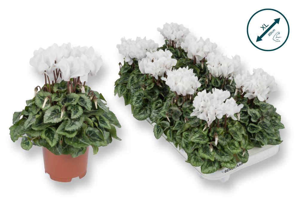 Cyclamen