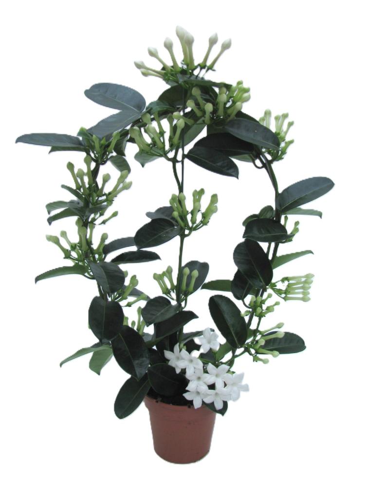 Stephanotis