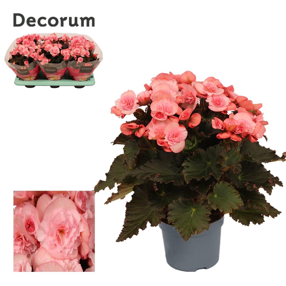Begonia
