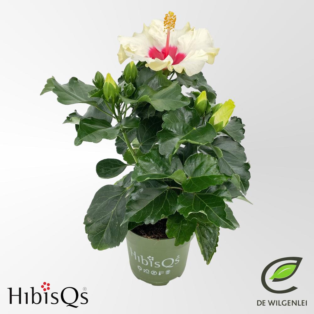 Hibiscus