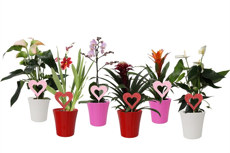 Plantes mix