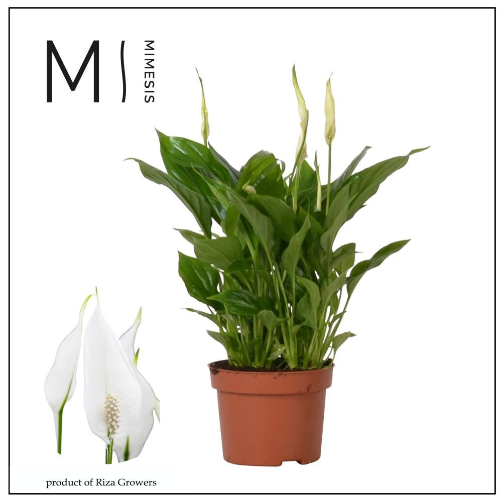 Spathiphyllum