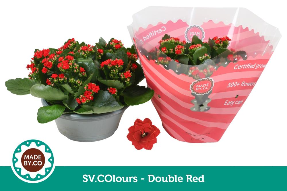 Kalanchoe
