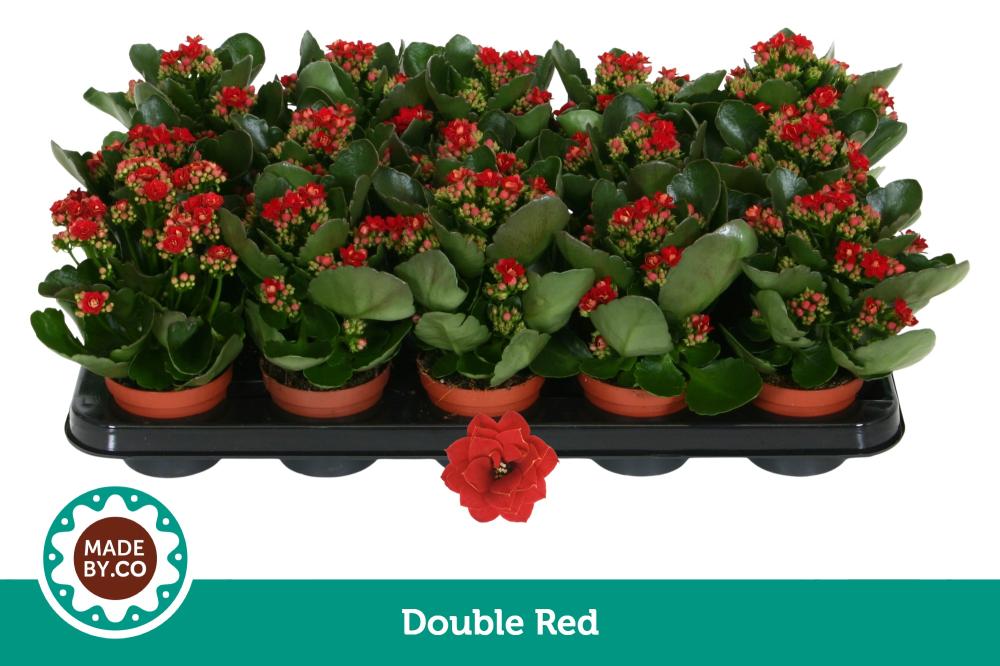 Kalanchoe fleurs doubles