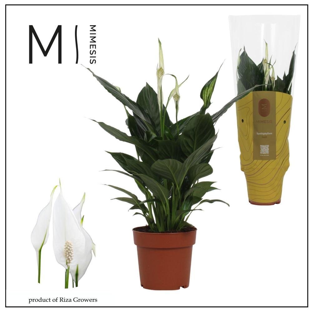 plantes fleuries