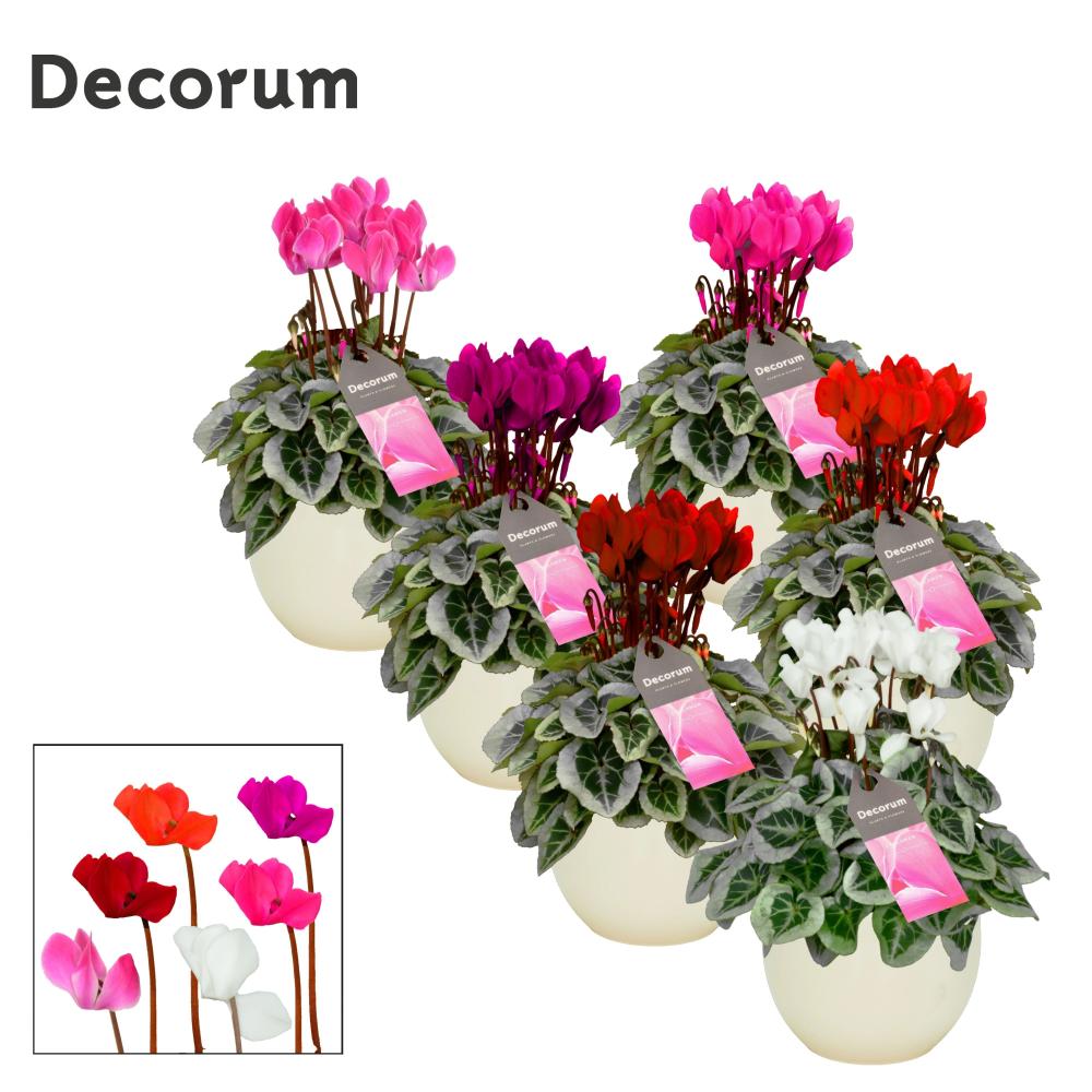 Cyclamen