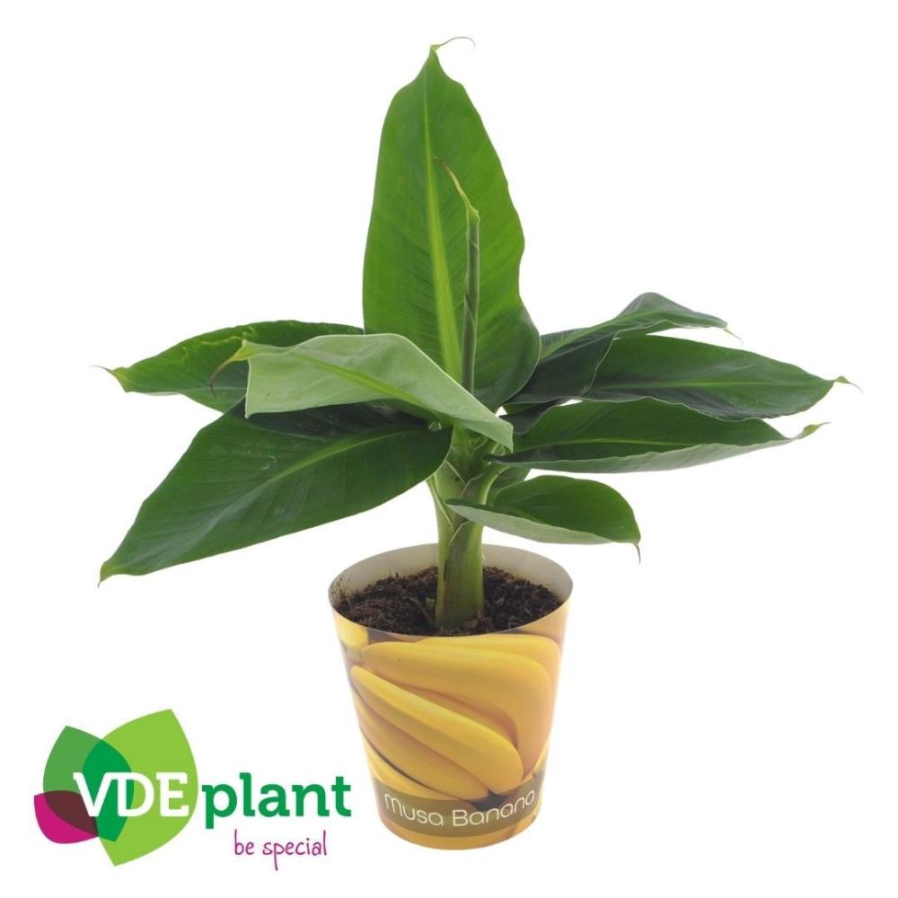 musa