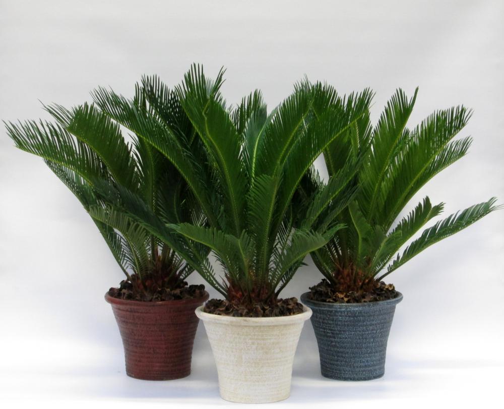 cycas
