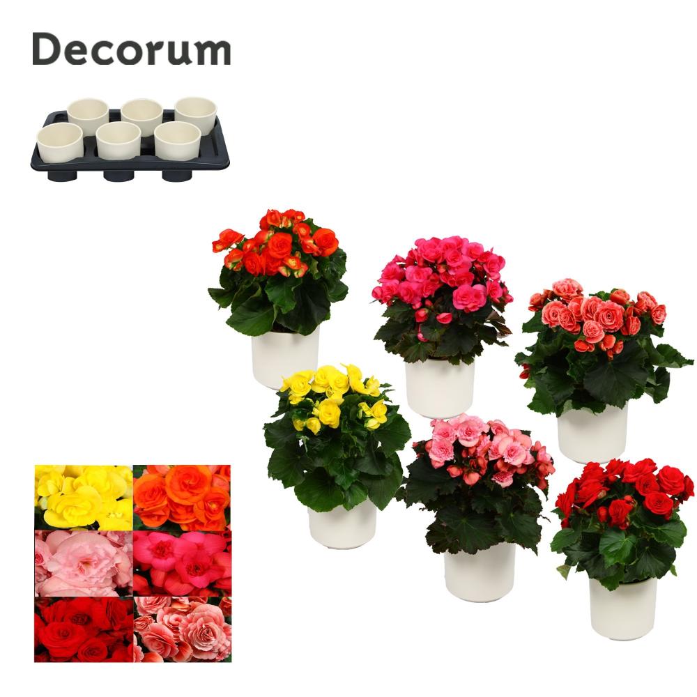 begonia