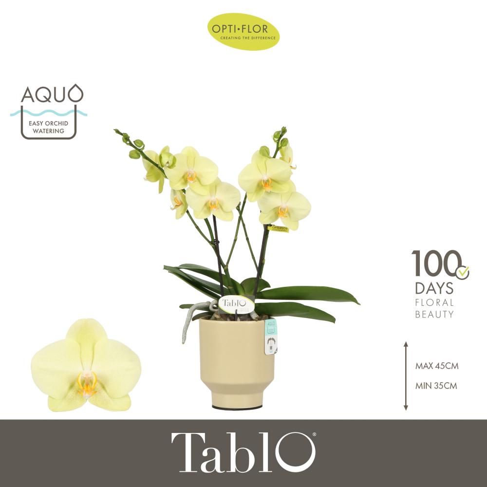 Phalaenopsis