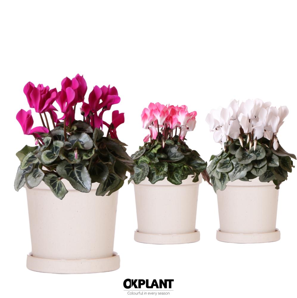 Cyclamen