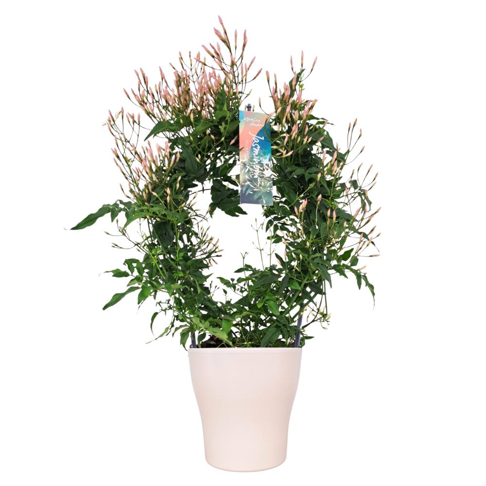 Jasminium polyanthum