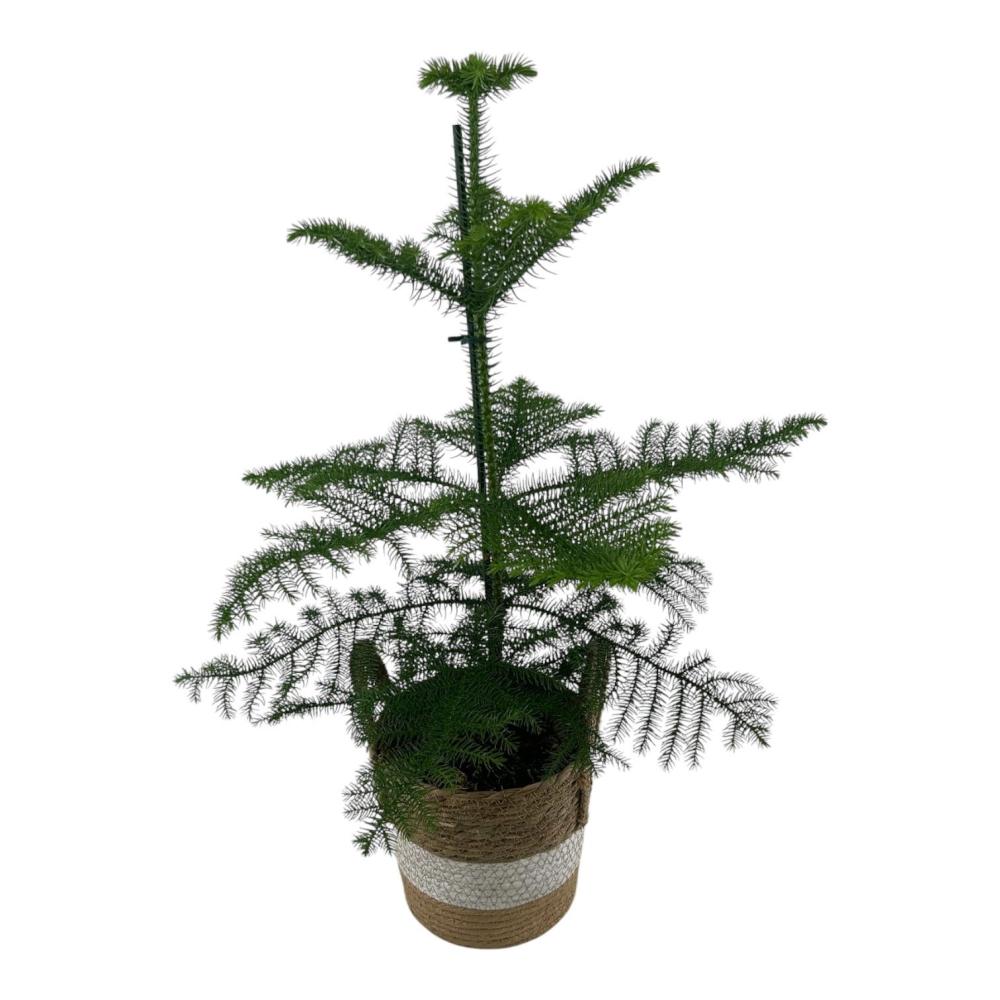 Araucaria
