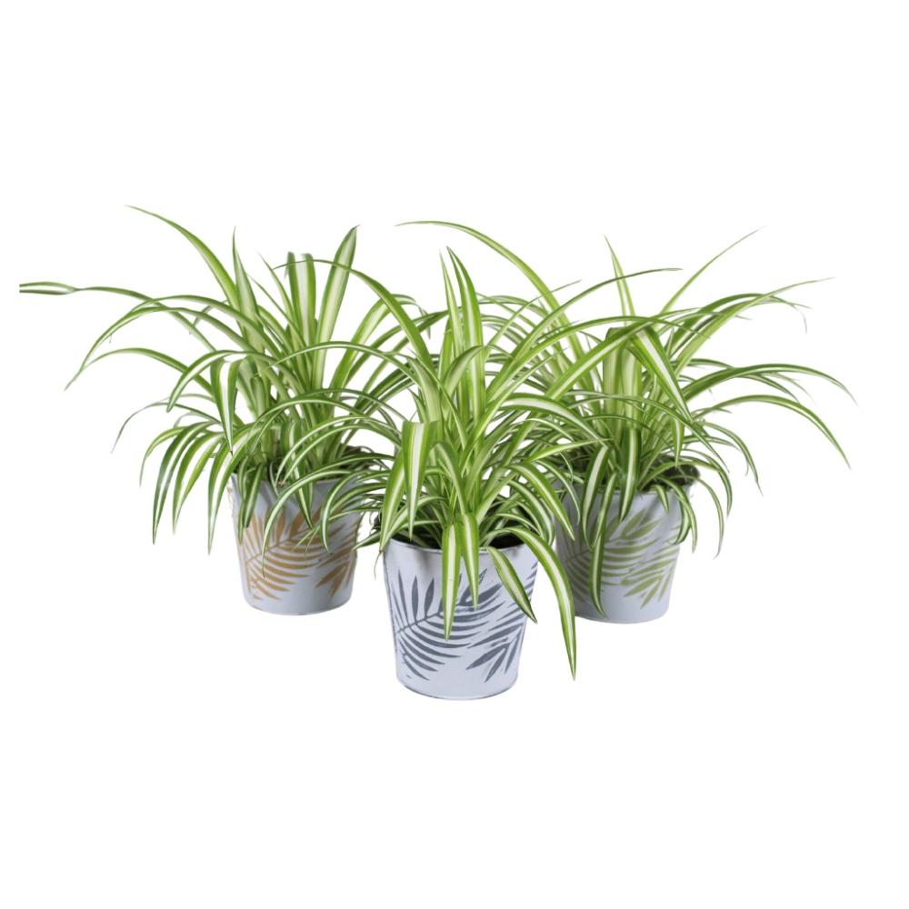 Chlorophytum