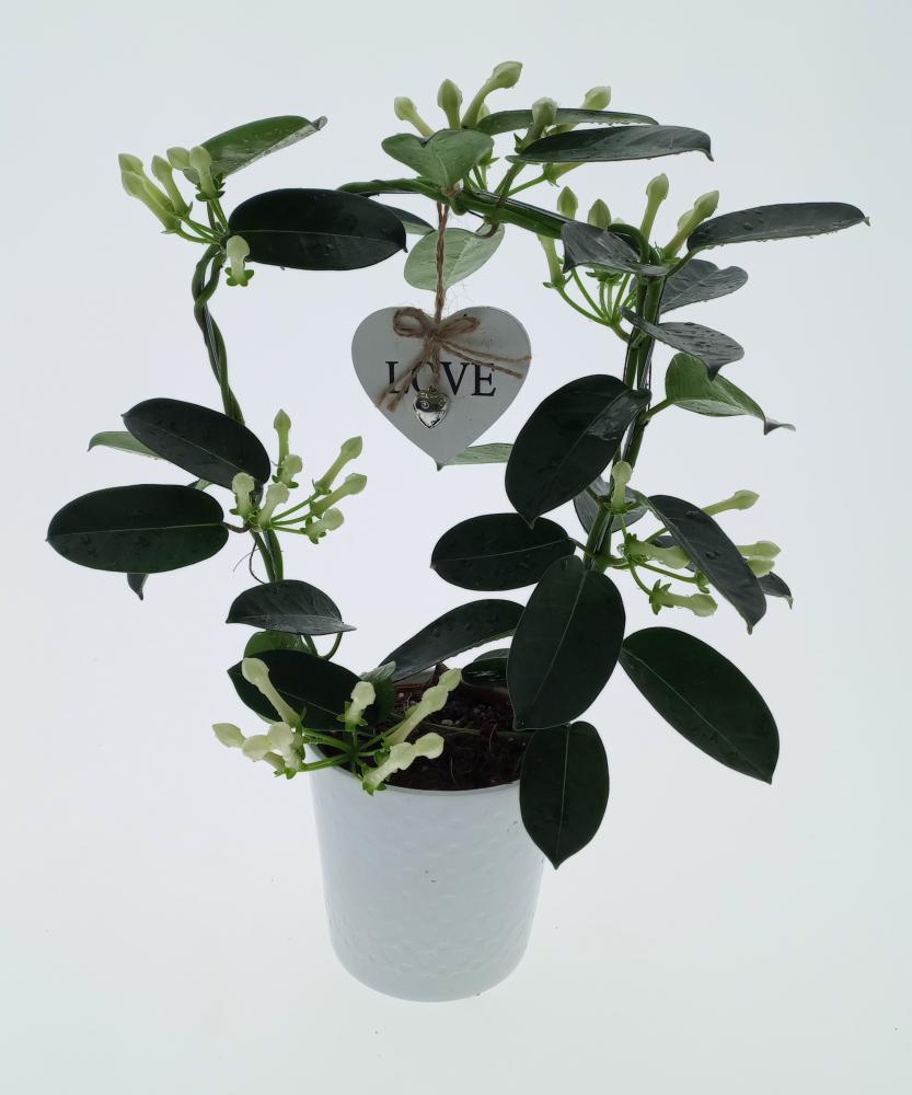 Stephanotis