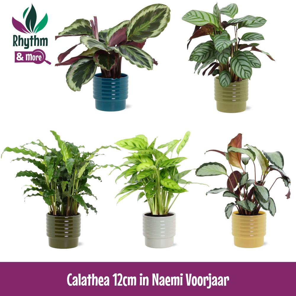 Calathea