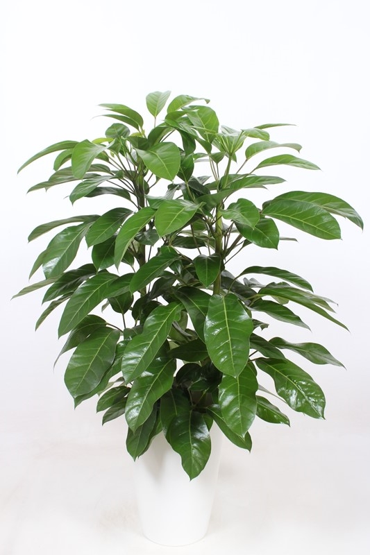 Schefflera
